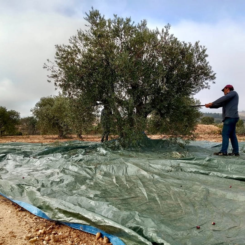 Manual olive harvest at Viña de Eufemia showing agroforestry between vine rows in Utiel-Requena, Spain