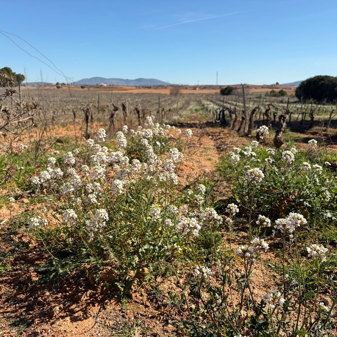 White wildflowers growing between vine rows at Viña de Eufemia promoting biodiversity as part of permaculture viticulture in Requena