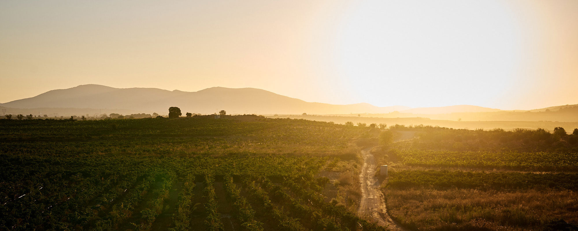 Regenerative vineyard landscape at Viña de Eufemia winery in Utiel-Requena, Valencia with permaculture cover crops between old Bobal vine rows