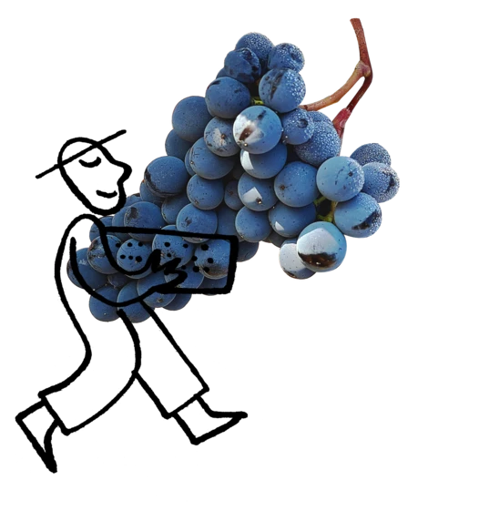 Man harvesting grapes